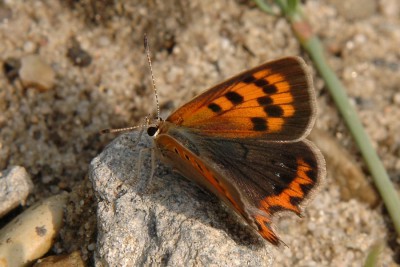 049. Lycaena phlaeas (LINNAEUS, 1761).jpg