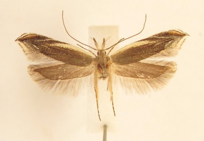 samica Sophronia ascalis