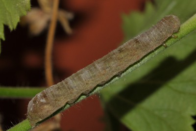 079. Phlogophora meticulosa (LINNAEUS, 1758).jpg