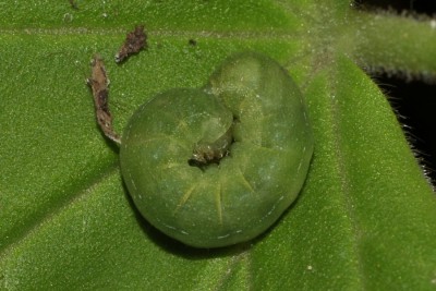 081. Phlogophora meticulosa (LINNAEUS, 1758).jpg