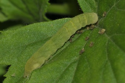 082. Phlogophora meticulosa (LINNAEUS, 1758).jpg