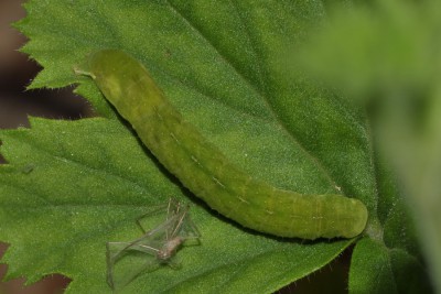 086. Phlogophora meticulosa (LINNAEUS, 1758) .jpg