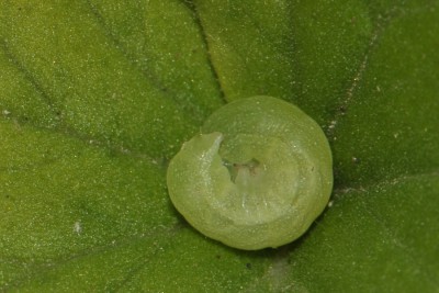 088. Phlogophora meticulosa (LINNAEUS, 1758).jpg