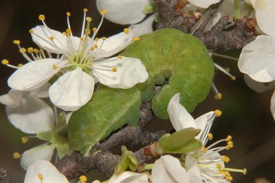 089. Phlogophora meticulosa (LINNAEUS, 1758).jpg