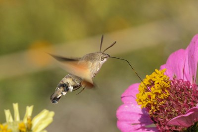 090. Macroglossum stellatarum (LINNAEUS, 1758).jpg