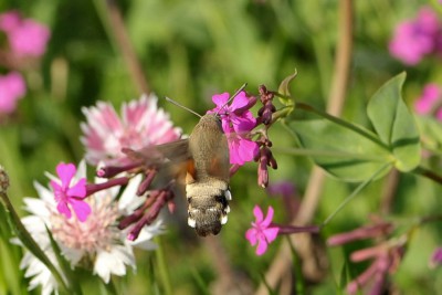 091. Macroglossum stellatarum (LINNAEUS, 1758).jpg