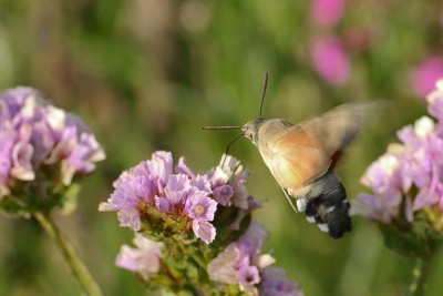 092. Macroglossum stellatarum (LINNAEUS, 1758).jpg