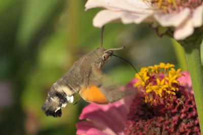 093. Macroglossum stellatarum (LINNAEUS, 1758).jpg