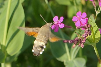 094. Macroglossum stellatarum (LINNAEUS, 1758).jpg