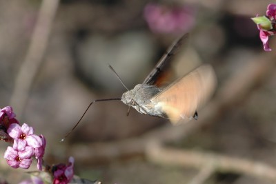 096. Macroglossum stellatarum (LINNAEUS, 1758).jpg