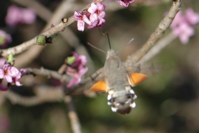 097. Macroglossum stellatarum (LINNAEUS, 1758).jpg