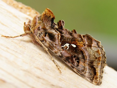 Autographa pulchrina