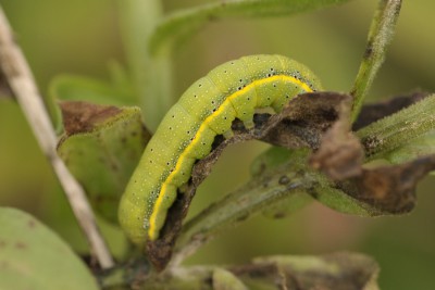 100. Lacanobia oleracea (LINNAEUS, 1758).jpg