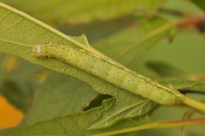 102. Lacanobia oleracea (LINNAEUS, 1758).jpg