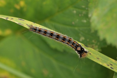 107. Euthrix potatoria (LINNAEUS, 1758).jpg