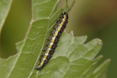 122. Evergestis pallidata (HUFNAGEL, 1767).jpg