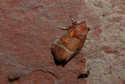 127. Scoliopteryx libatrix (LINNAEUS, 1758).jpg