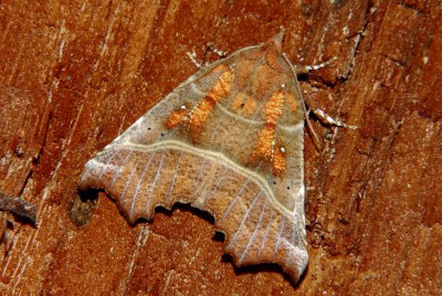 128. Scoliopteryx libatrix (LINNAEUS, 1758).jpg