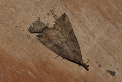 129. Hypena rostralis (LINNAEUS, 1758).jpg