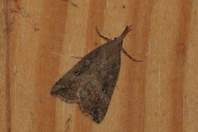 131. Hypena rostralis (LINNAEUS, 1758).jpg