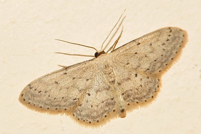 132. Idaea seriata (SCHRANK, 1802).jpg