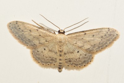 133. Idaea seriata (SCHRANK, 1802).jpg