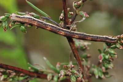 134. Hypoxystis pluviaria (FABRICIUS, 1787).jpg