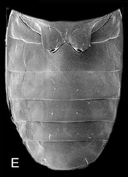 six ventrites Amblytelus sp. (Carabidae).png