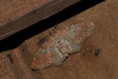 150. Orthonama obstipata (FABRICIUS, 1794).jpg