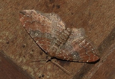 152. Orthonama obstipata (FABRICIUS, 1794).jpg