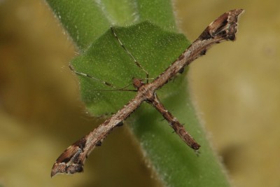 168. Amblyptilia acanthadactyla (HÜBNER, [1813]).jpg