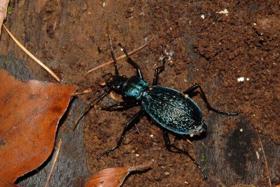 170. Carabus intricatus (LINNAEUS, 1761).jpg