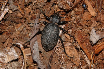 171. Carabus coriaceus LINNAEUS, 1758.JPG