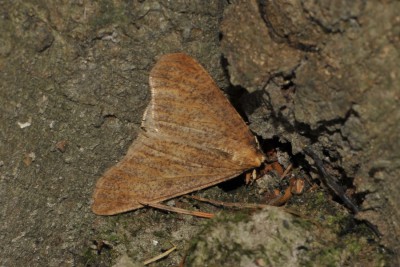 175. Erannis defoliaria (CLERCK, 1759).jpg