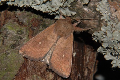 180. Mythimna albipuncta ([DENIS & SCHIFFERMÜLLER], 1775).jpg