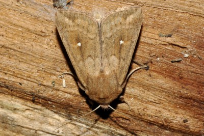 182. Mythimna albipuncta ([DENIS & SCHIFFERMÜLLER], 1775).jpg