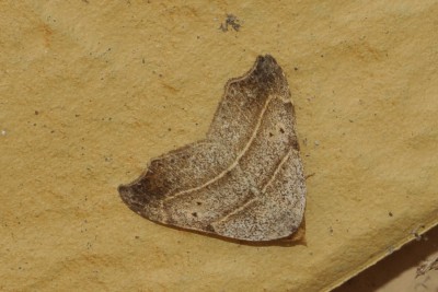 184. Laspeyria flexula ([DENIS & SCHIFFERMÜLLER], 1775).jpg