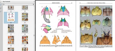 Lawrence Ślipiński, Newton i in. 2011. Phylogeny of Coleoptera adults and larvae