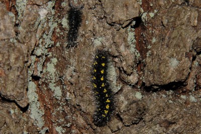 194. Callimorpha dominula (LINNAEUS, 1758).jpg