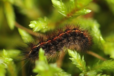 197. Diacrisia sannio (LINNAEUS, 1758).jpg