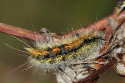 198. Diacrisia purpurata (LINNAEUS, 1758).jpg