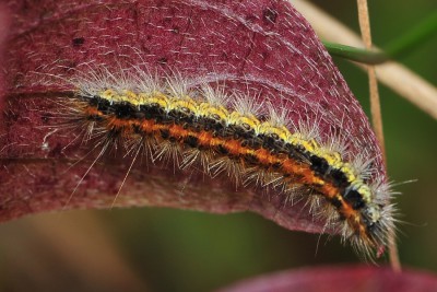 199. Diacrisia purpurata (LINNAEUS, 1758).jpg