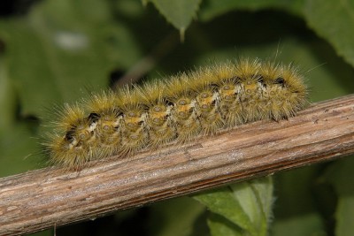 200. Diacrisia purpurata (LINNAEUS, 1758).jpg