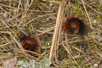 201. Arctia aulica (LINNAEUS, 1758).jpg