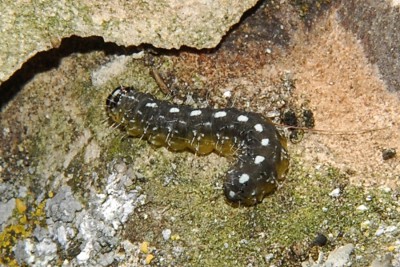 208. Nyctobrya muralis (FORSTER, 1771).jpg