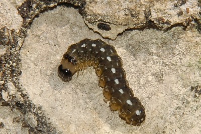 209. Nyctobrya muralis (FORSTER, 1771).jpg