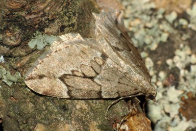 219. Thera juniperata (LINNAEUS, 1758).jpg