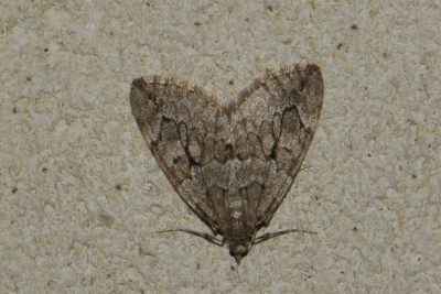 220. Thera juniperata (LINNAEUS, 1758).jpg