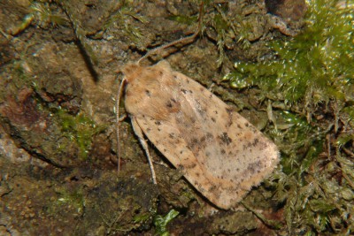 224. Conistra rubiginea ([DENIS & SCHIFFERMÜLLER], 1775).jpg