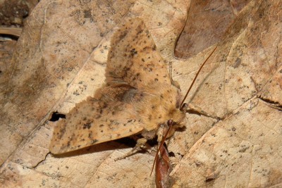 225. Conistra rubiginea ([DENIS & SCHIFFERMÜLLER], 1775).jpg